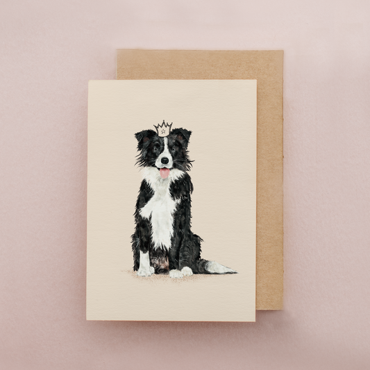 Border Collie